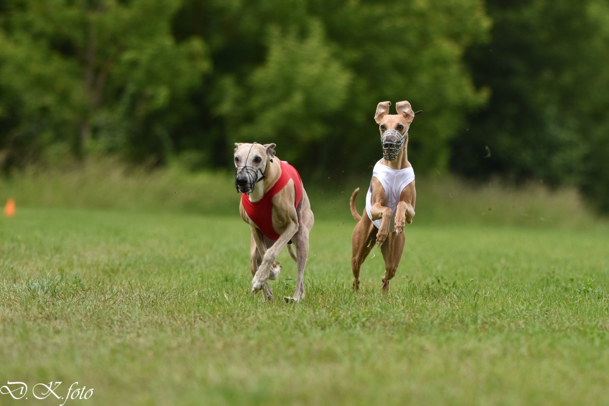 20.07.2025 - Trénink Coursing