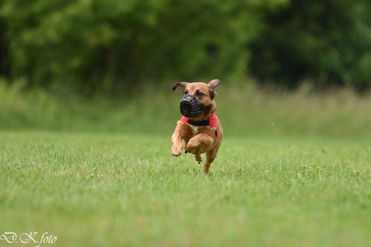 29.06.2025 - Trénink Coursing